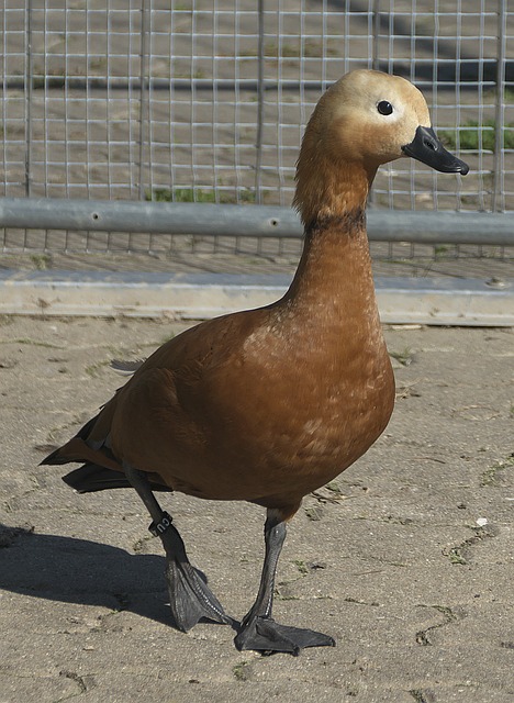 路进行施压